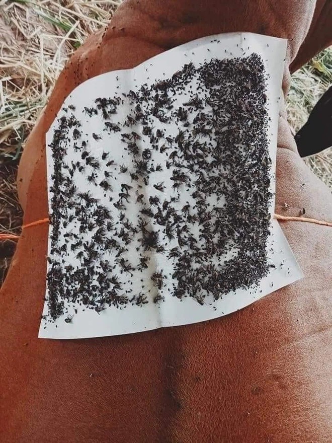 Chủ nuôi có tâm giúp đàn bò ung dung ăn uống chỉ nhờ mảnh giấy 'thần kỳ' 4 Chủ nuôi có tâm giúp đàn bò ung dung ăn uống chỉ nhờ mảnh giấy 'thần kỳ' 4