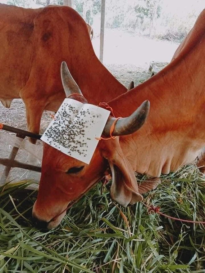 Chủ nuôi có tâm giúp đàn bò ung dung ăn uống chỉ nhờ mảnh giấy 'thần kỳ' 3