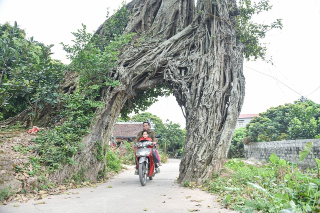 Cây đa nửa nghìn tuổi tạo thành cổng làng độc nhất vô nhị ở Hưng Yên 3 Cây đa nửa nghìn tuổi tạo thành cổng làng độc nhất vô nhị ở Hưng Yên 3