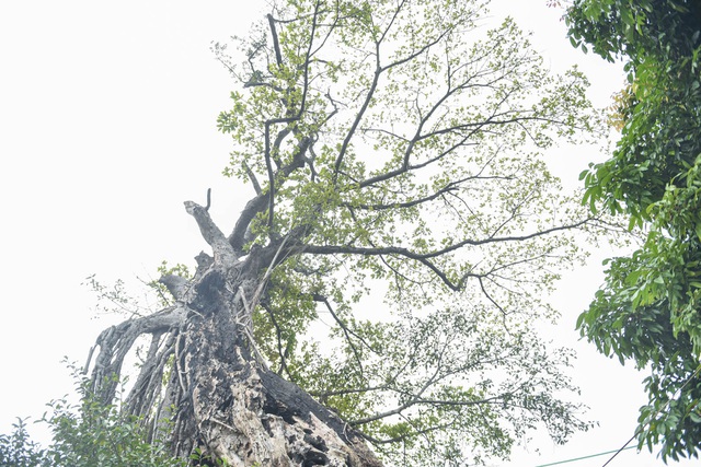 Cây đa nửa nghìn tuổi tạo thành cổng làng độc nhất vô nhị ở Hưng Yên 4 Cây đa nửa nghìn tuổi tạo thành cổng làng độc nhất vô nhị ở Hưng Yên 4