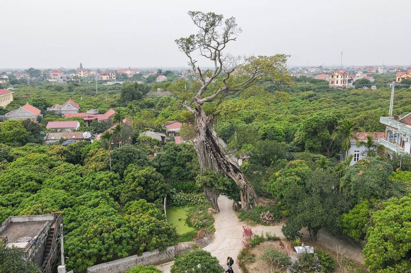Cây đa nửa nghìn tuổi tạo thành cổng làng độc nhất vô nhị ở Hưng Yên 1 Cây đa nửa nghìn tuổi tạo thành cổng làng độc nhất vô nhị ở Hưng Yên 1