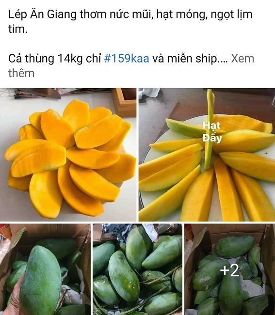 Xoài giá rẻ như cho, nông dân gọi thương lái mãi mà không có ai tới mua 3 Xoài giá rẻ như cho, nông dân gọi thương lái mãi mà không có ai tới mua 3