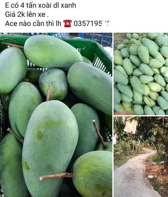 Giá xoài Úc tăng mạnh sau 10 ngày nông dân để xoài tự chín, rụng đầy gốc 2 Giá xoài Úc tăng mạnh sau 10 ngày nông dân để xoài tự chín, rụng đầy gốc 2