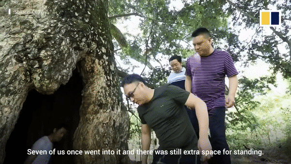 Chiêm ngưỡng cây tùng cổ 1.900 năm tuổi ẩn chứa một bí mật thú vị 2