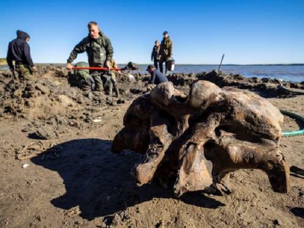 Hài cốt voi ma mút 10.000 năm tuổi được tìm thay sau lớp băng tan 1