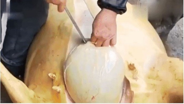 Đặc sản 'lẩu phân bò' ở Trung Quốc: Người ăn được xuýt xoa, người không ngửi nổi 2 Đặc sản 'lẩu phân bò' ở Trung Quốc: Người ăn được xuýt xoa, người không ngửi nổi 2
