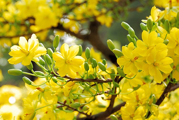Bản tin dự báo thời tiết 10 ngày (8-17/2): Bắc Bộ chuẩn bị mưa dông gió giật, giữa tháng nắng ráo 2 Bản tin dự báo thời tiết 10 ngày (8-17/2): Bắc Bộ chuẩn bị mưa dông gió giật, giữa tháng nắng ráo 2