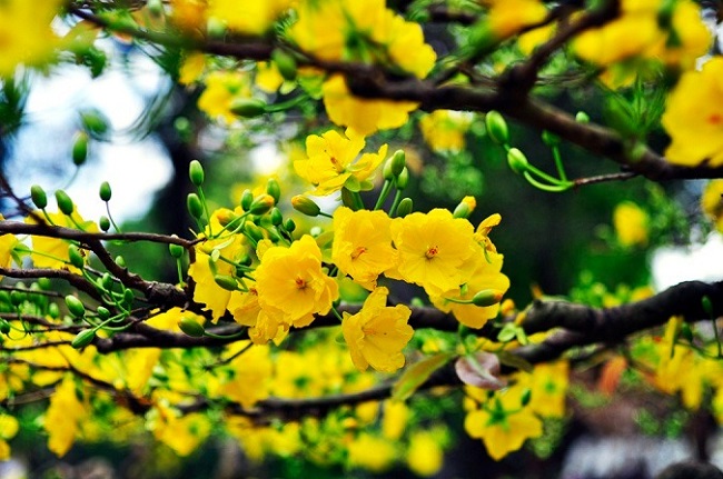 Bản tin dự báo thời tiết Tết Tân Sửu 2021: Bắc Bộ có nơi xuống 10 độ trời rét buốt, Nam Bộ nắng nôi 2 Bản tin dự báo thời tiết Tết Tân Sửu 2021: Bắc Bộ có nơi xuống 10 độ trời rét buốt, Nam Bộ nắng nôi 2