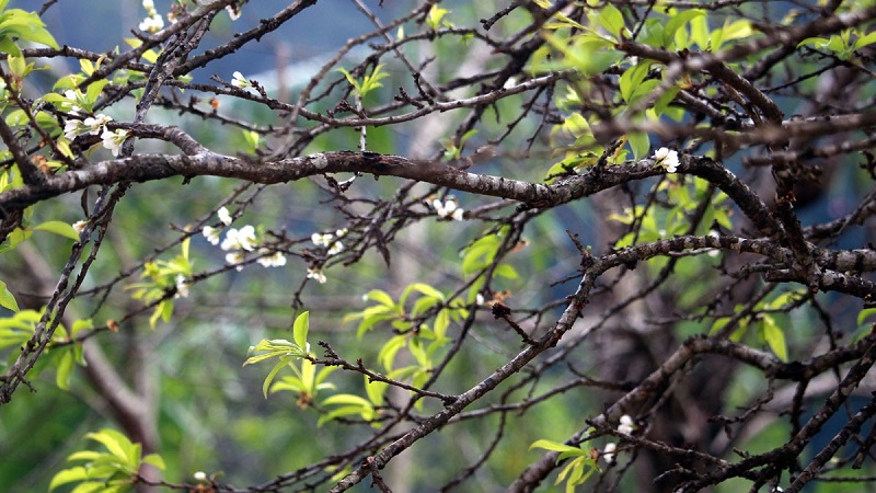 Bản tin dự báo thời tiết đêm nay, ngày mai 19-20/2: Mưa nhỏ vài nơi, trưa chiều hửng nắng nhưng trời rét 1 Bản tin dự báo thời tiết đêm nay, ngày mai 19-20/2: Mưa nhỏ vài nơi, trưa chiều hửng nắng nhưng trời rét 1