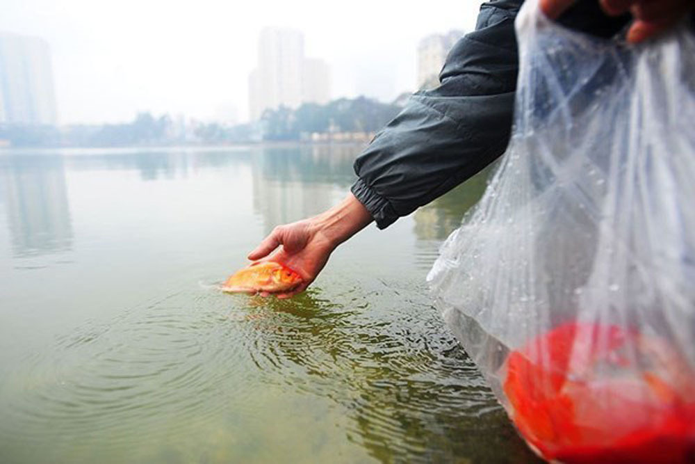 Vì sao cúng Ông Công Ông Táo 23 tháng Chạp lại thả cá chép mà không phải loại cá nào khác? 4 Vì sao cúng Ông Công Ông Táo 23 tháng Chạp lại thả cá chép mà không phải loại cá nào khác? 4