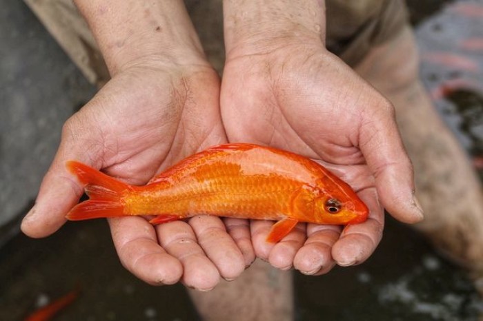 Vì sao cúng Ông Công Ông Táo 23 tháng Chạp lại thả cá chép mà không phải loại cá nào khác? 2 Vì sao cúng Ông Công Ông Táo 23 tháng Chạp lại thả cá chép mà không phải loại cá nào khác? 2