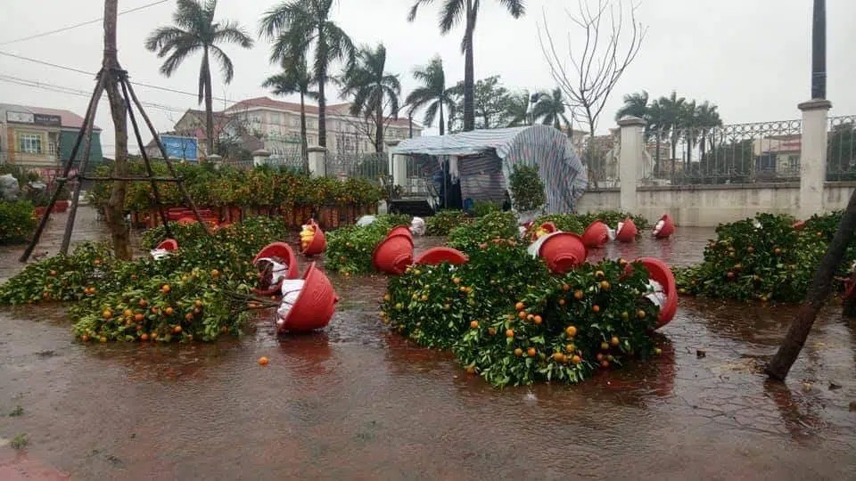 Thời tiết thay đổi bất ngờ ở hai miền, hàng loạt chậu hoa, cây quất đổ nghiêng ngả trong cơn mưa rét cuối năm 2 Thời tiết thay đổi bất ngờ ở hai miền, hàng loạt chậu hoa, cây quất đổ nghiêng ngả trong cơn mưa rét cuối năm 2