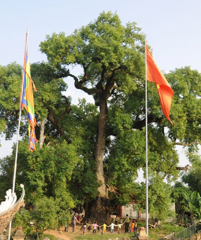 Cây trăm tuổi là ‘muỗi’, Việt Nam có cây dã hương nghìn tuổi ‘thọ’ nhất thế giới 2