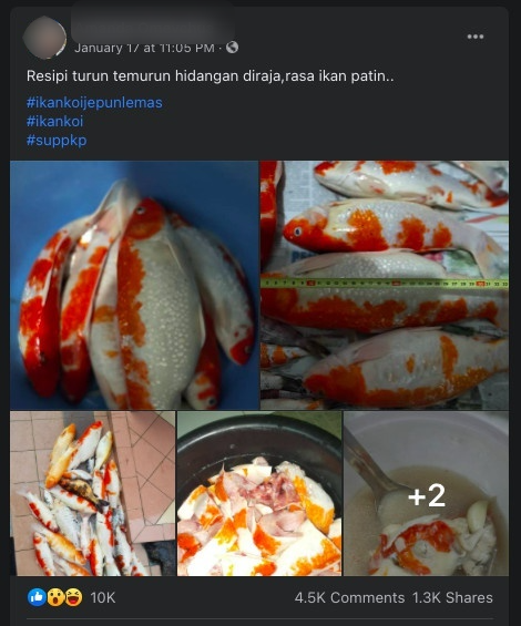 Cô gái trẻ gây sốc khi tự tay nấu súp nguyên đàn cá Koi do chính mình nuôi 2 Cô gái trẻ gây sốc khi tự tay nấu súp nguyên đàn cá Koi do chính mình nuôi 2