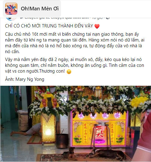 Chú chó đeo khăn tang, nằm lặng 2 ngày trước quan tài chủ nhân: ‘Hàng xóm nói nó dữ lắm’ 1 Chú chó đeo khăn tang, nằm lặng 2 ngày trước quan tài chủ nhân: ‘Hàng xóm nói nó dữ lắm’ 1