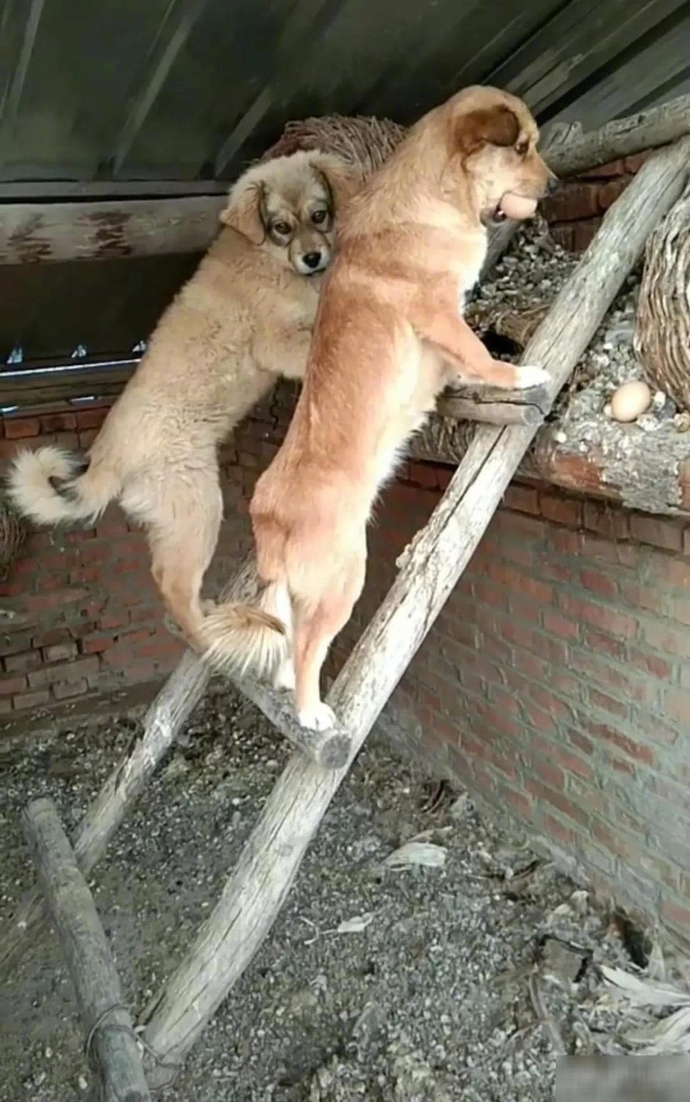 Biểu cảm đáng yêu chú chó làm ‘trứng tặc’ bị chủ phát hiện vì dắt 'cả nhà cả họ' đi trộm 2 Biểu cảm đáng yêu chú chó làm ‘trứng tặc’ bị chủ phát hiện vì dắt 'cả nhà cả họ' đi trộm 2