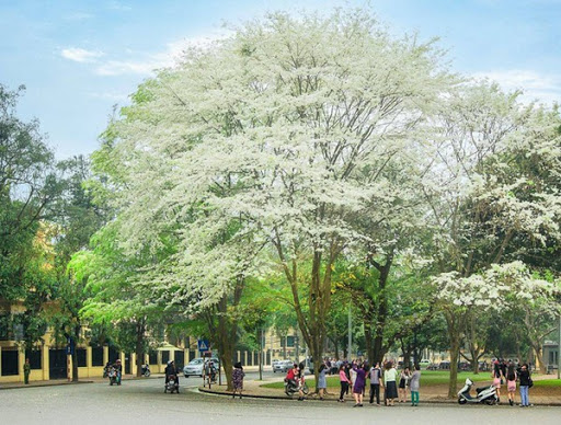 Mùa hoa 'độc quyền' Hà Nội được toàn bộ giới trẻ Hà Thành săn đón 2 Mùa hoa 'độc quyền' Hà Nội được toàn bộ giới trẻ Hà Thành săn đón 2
