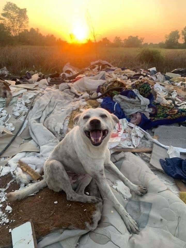 Phản ứng của những chú chó sống ở bãi rác khi người đến thăm 1