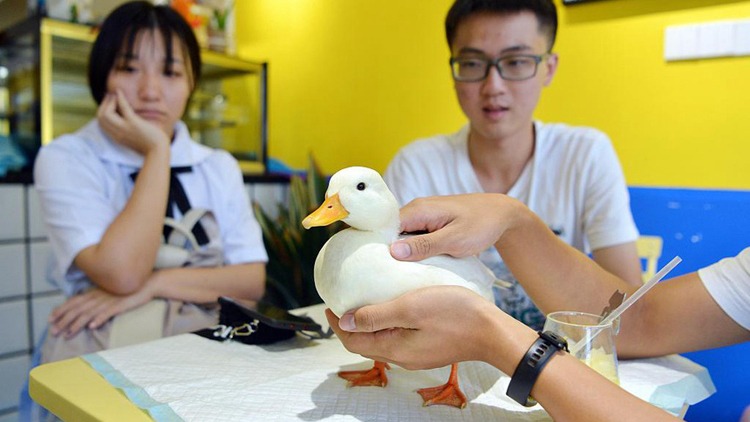 Trào lưu nuôi vịt làm thú cưng có giá tới 70 triệu/ con 2 Trào lưu nuôi vịt làm thú cưng có giá tới 70 triệu/ con 2