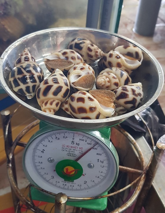Nha Trang: Nhà hàng bán ốc hương cả trăm nghìn… một con, 1,5 triệu/3 đĩa 3 Nha Trang: Nhà hàng bán ốc hương cả trăm nghìn… một con, 1,5 triệu/3 đĩa 3