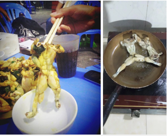 Dân mạng phẫn nộ hành động hành hạ con ếch khi ăn lẩu 1 Dân mạng phẫn nộ hành động hành hạ con ếch khi ăn lẩu 1