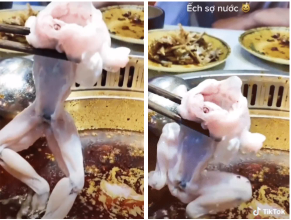 Dân mạng phẫn nộ hành động hành hạ con ếch khi ăn lẩu 2 Dân mạng phẫn nộ hành động hành hạ con ếch khi ăn lẩu 2