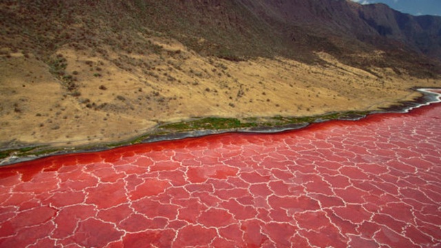 Giải mã bí ẩn hồ nước màu đỏ như máu, sinh vật rơi vào lập tức 'hóa đá' 7