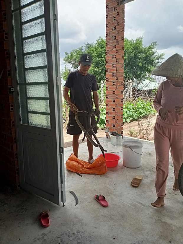 Nửa năm sau màn 'chạy trốn tử thần', cuộc sống của người đàn ông bị rắn hổ mang cắn hiện ra sao? 3 Nửa năm sau màn 'chạy trốn tử thần', cuộc sống của người đàn ông bị rắn hổ mang cắn hiện ra sao? 3