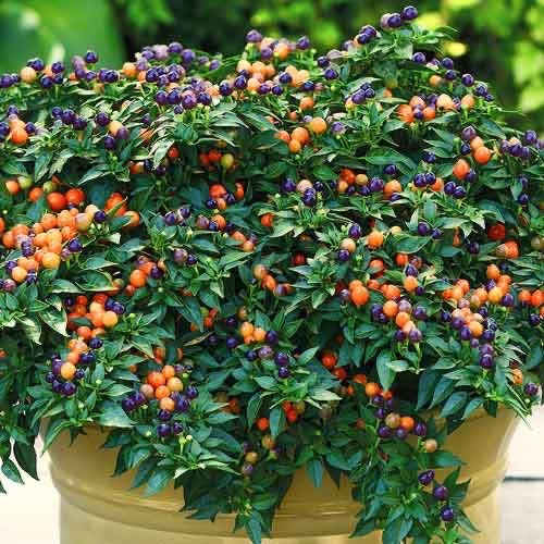 Ớt đắt nhất thế giới giá hơn nửa tỷ đồng/ kg, về Việt Nam làm cây cảnh chơi Tết giá rẻ bèo 6 Ớt đắt nhất thế giới giá hơn nửa tỷ đồng/ kg, về Việt Nam làm cây cảnh chơi Tết giá rẻ bèo 6