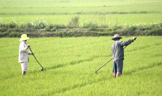 Làng thương vợ ở Huế: Chồng lo cơm nước, nhà cửa, vợ chỉ việc ngồi chơi 4 Làng thương vợ ở Huế: Chồng lo cơm nước, nhà cửa, vợ chỉ việc ngồi chơi 4