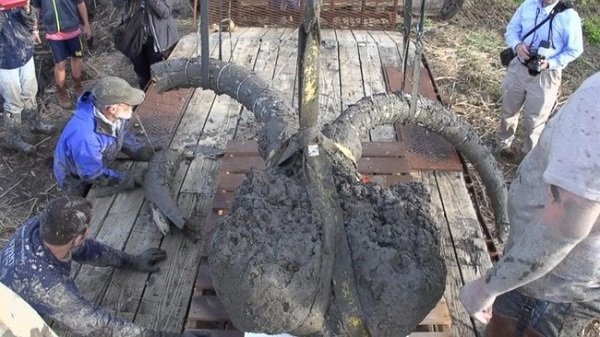 Anh nông dân đi cuốc ruộng bất ngờ đào trúng voi ma mút khổng lồ thời Kỷ Băng Hà 2 Anh nông dân đi cuốc ruộng bất ngờ đào trúng voi ma mút khổng lồ thời Kỷ Băng Hà 2