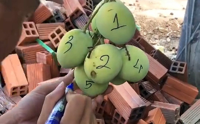 Chủ nhà đánh số từng quả xoài để tránh bị vặt mất, dân mạng cảnh báo: 'Còn đúng cái cành' 3 Chủ nhà đánh số từng quả xoài để tránh bị vặt mất, dân mạng cảnh báo: 'Còn đúng cái cành' 3