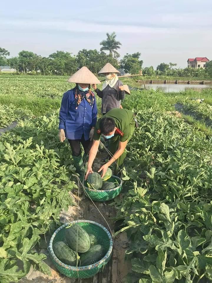 Chiến sĩ công an đội nắng gắt, xuống đồng thu hoạch dưa hấu giúp người dân 2 Chiến sĩ công an đội nắng gắt, xuống đồng thu hoạch dưa hấu giúp người dân 2