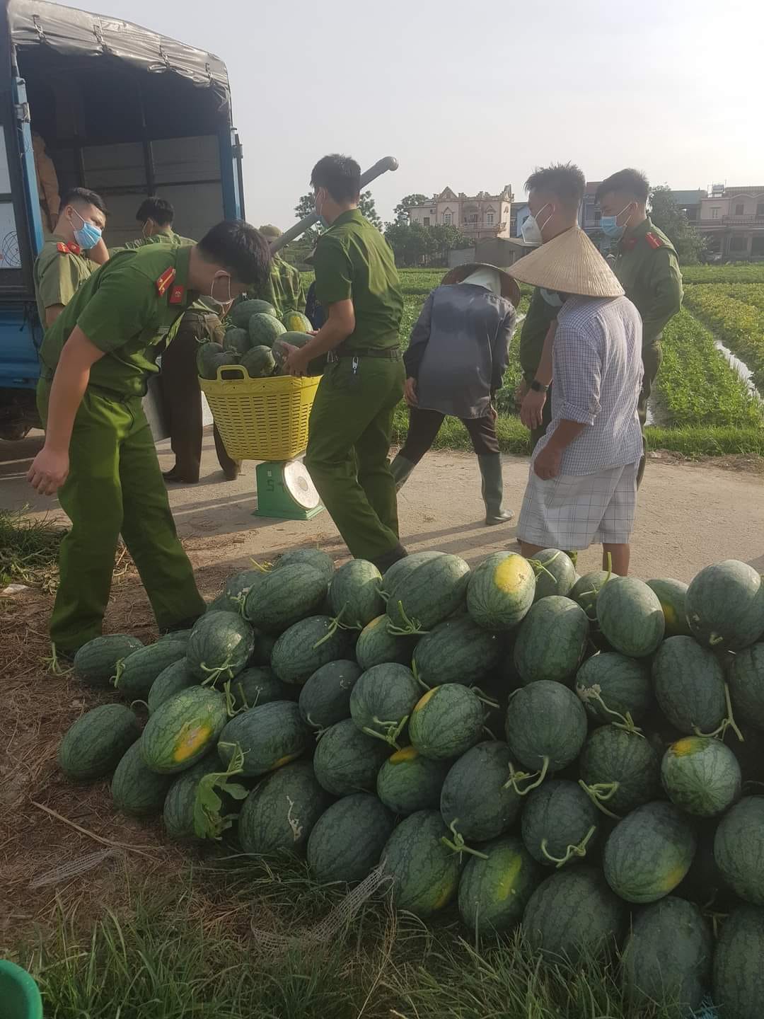 Chiến sĩ công an đội nắng gắt, xuống đồng thu hoạch dưa hấu giúp người dân 4 Chiến sĩ công an đội nắng gắt, xuống đồng thu hoạch dưa hấu giúp người dân 4
