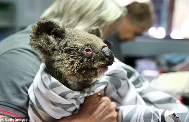 Xót xa loạt ảnh koala và nguy cơ tuyệt chủng vì cháy rừng Australia 16