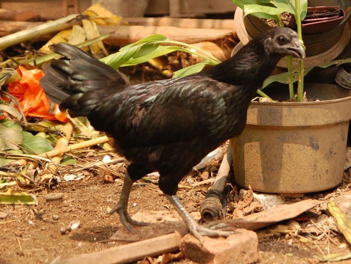 Giải mã loài gà có lục phủ ngũ tạng đen tuyền, giá bán đến 2.500 USD 1