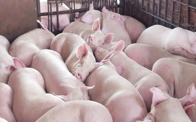 Giá lợn hơi ngày 15/9: Hà Nội, Long An cao nhất toàn quốc 1