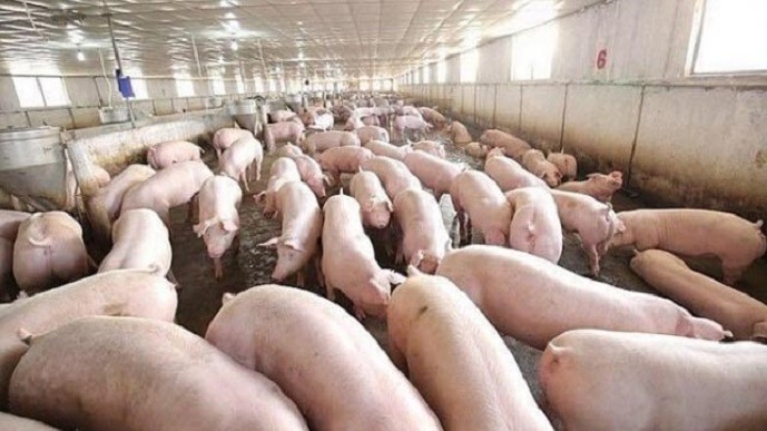Giá lợn hơi ngày 26/10: Nhích nhẹ trên toàn quốc 1