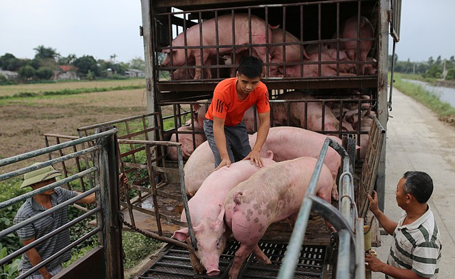 Giá lợn hơi ngày 30/10: Tăng nhẹ ở cả 3 miền, sắp đạt 80.000 đồng/kg 1