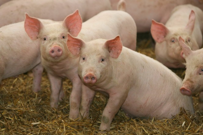 Giá lợn hơi ngày 18/11: Giảm nhẹ trên toàn quốc 1