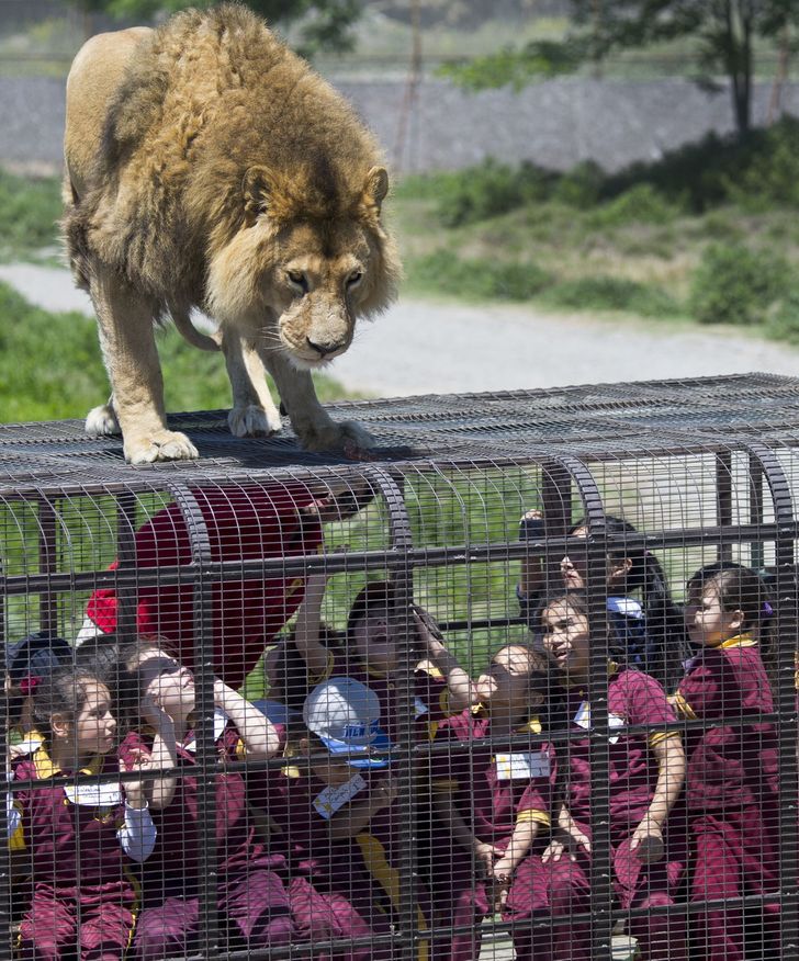 Vườn thú độc đáo nhất hành tinh, nơi sư tử nhởn nhơ đi lại, du khách bị nhốt trong lồng 5