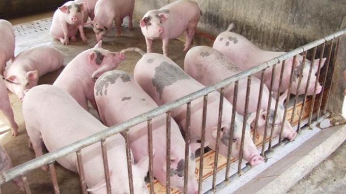 Giá lợn hơi ngày 25/2: Tiếp tục lao dốc ở cả 3 miền 1 Giá lợn hơi ngày 25/2: Tiếp tục lao dốc ở cả 3 miền 1