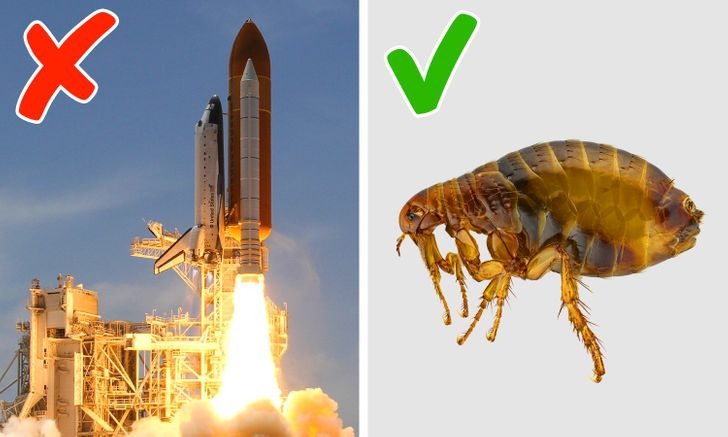 Trái đất lạnh nhất Vũ Trụ, Bọ chét tăng tốc nhanh hơn tàu con thoi và loạt sự thật khiến bạn kinh ngạc 2 Trái đất lạnh nhất Vũ Trụ, Bọ chét tăng tốc nhanh hơn tàu con thoi và loạt sự thật khiến bạn kinh ngạc 2
