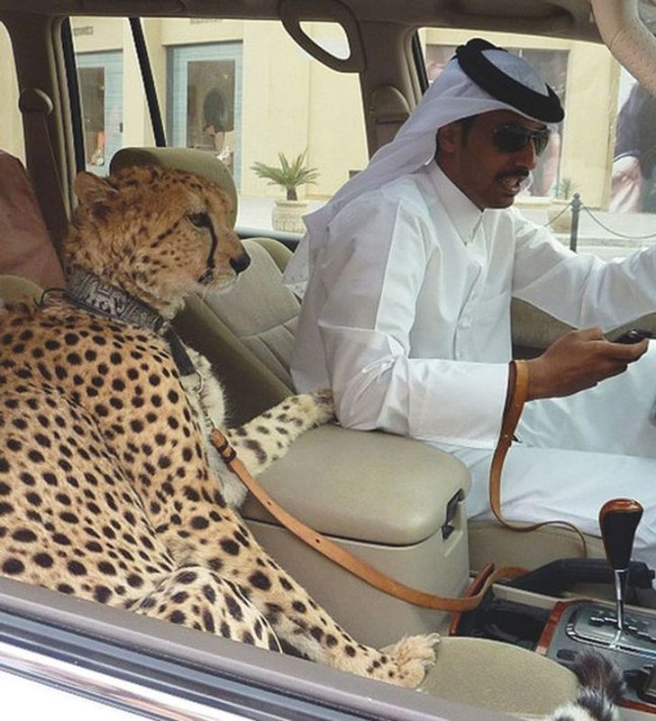 18 sự thật kỳ thú ở Dubai khiến cả thế giới tròn mắt 8 18 sự thật kỳ thú ở Dubai khiến cả thế giới tròn mắt 8