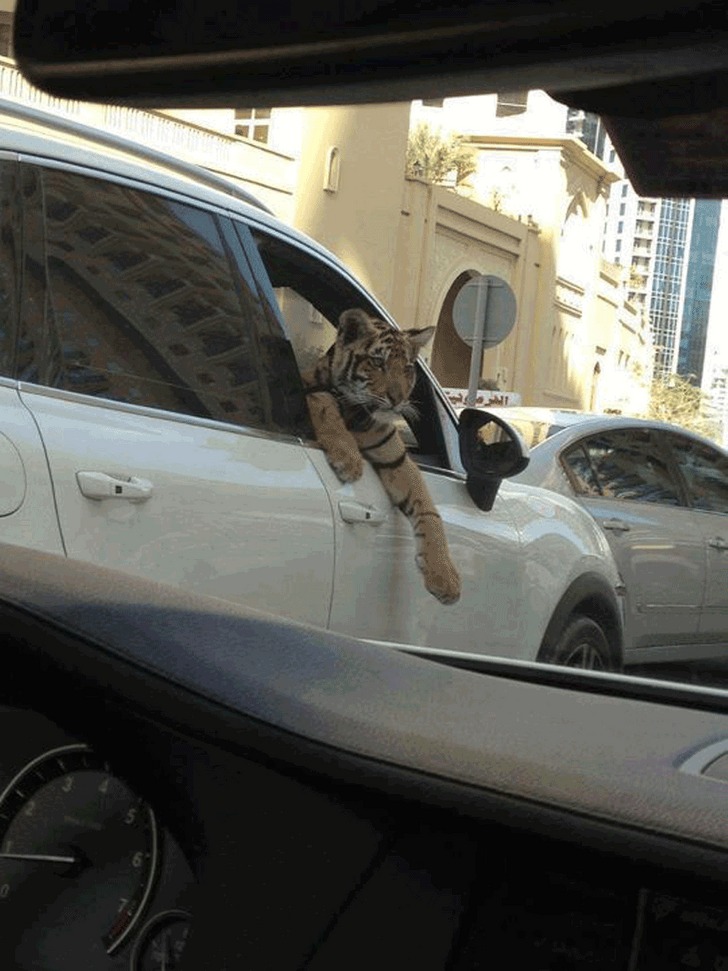 18 sự thật kỳ thú ở Dubai khiến cả thế giới tròn mắt 10 18 sự thật kỳ thú ở Dubai khiến cả thế giới tròn mắt 10