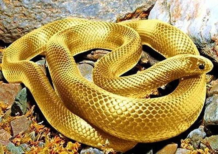 5 con giáp sinh ra đã nắm sẵn vận giàu sang 4 5 con giáp sinh ra đã nắm sẵn vận giàu sang 4