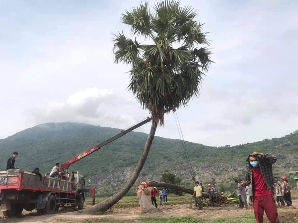 Thốt nốt tình yêu Tây Ninh muốn 'ly hôn', người dân nhất quyết không cho 2 Thốt nốt tình yêu Tây Ninh muốn 'ly hôn', người dân nhất quyết không cho 2