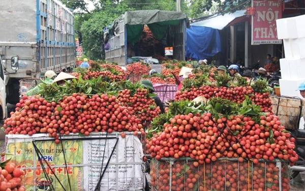 Cách ăn vải cho đẹp da, không nóng trong người 2 Cách ăn vải cho đẹp da, không nóng trong người 2