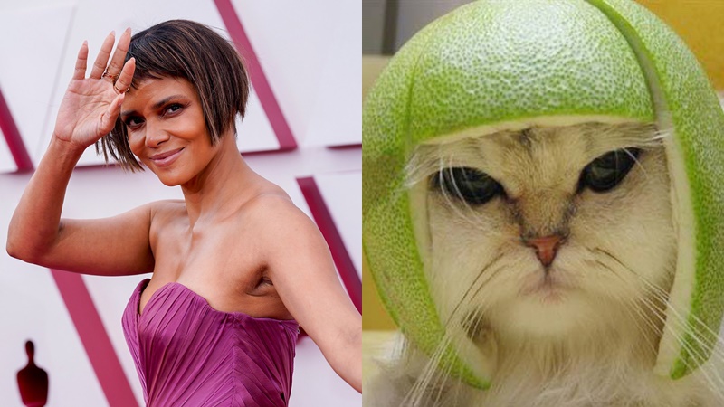Kiểu tóc 'gặm nhấm' của Halle Berry tại thảm đỏ Oscar 2021 bị dân tình chế ảnh đầy hài hước. 6 Kiểu tóc 'gặm nhấm' của Halle Berry tại thảm đỏ Oscar 2021 bị dân tình chế ảnh đầy hài hước. 6