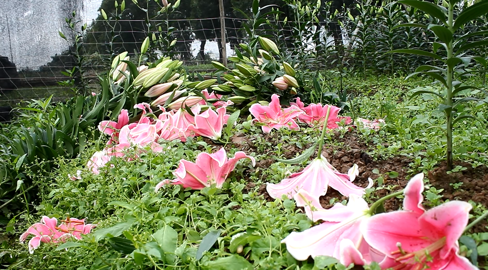 Nghẹn đắng trước thảm cảnh của người nông dân Đà Lạt: Hoa rẻ như cho, xếp đống chờ đổ bỏ 2